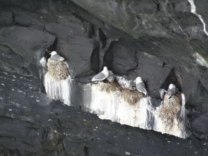 17 Aran Inishmore mouettes tridactyles