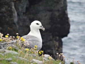 19 Aran Inishmore fulmar boréal