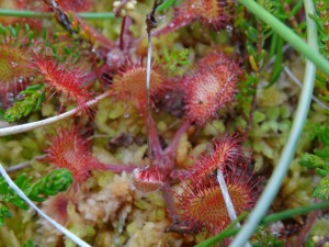 25 Inishbofin drosera
