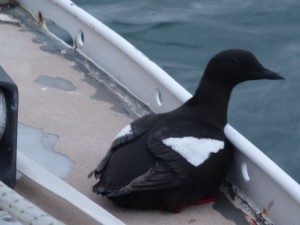 30 guillemot à miroir familier