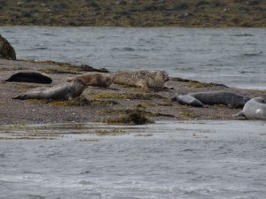 32 Clew bay veaux marin