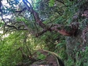 le long des levadas : bruyère arborescente