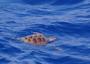 Tortue caouane