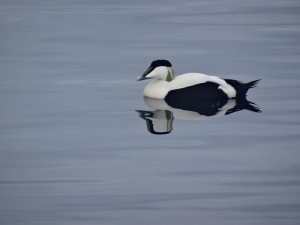 Alesund : eider à duvet