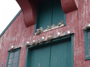 Rorvik les mouettes tridactyles