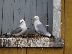 Rorvik  les mouettes tridactyles