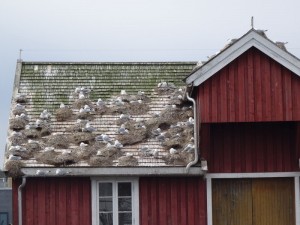 Rorvik  les mouettes tridactyles