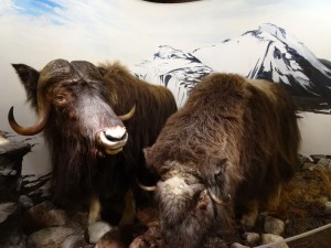Tromso Polar museet