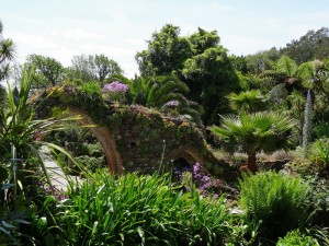 jardin botanique de l'abbaye de Tresco