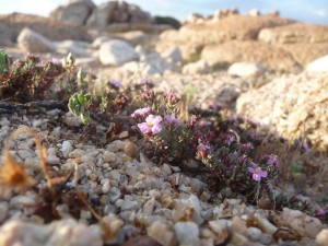 Scoglio blanco