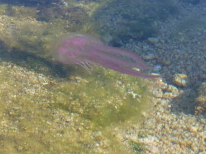 Scoglio blanco
