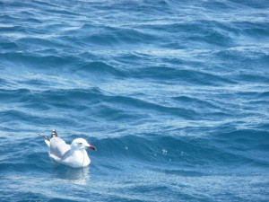 Goeland d'Audouin